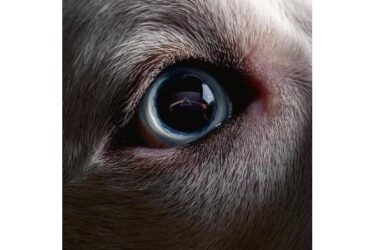 Roger Waters - The Dark Side Of The Moon Redux