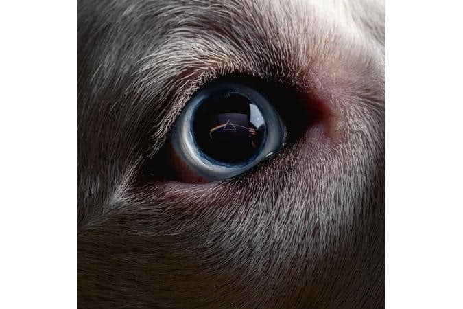 Roger Waters - The Dark Side Of The Moon Redux